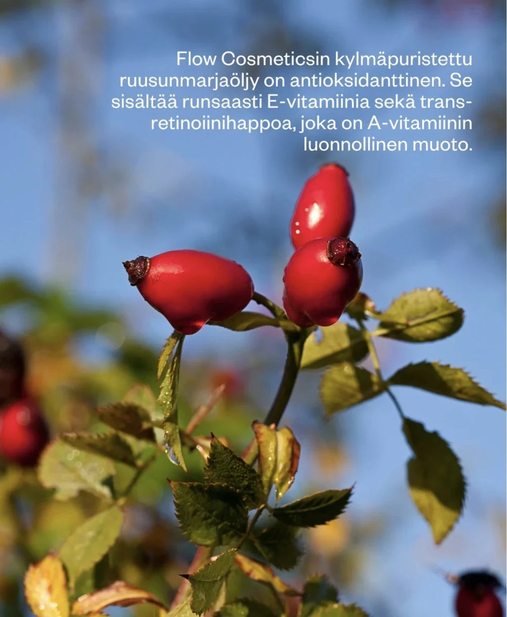 Rosehip Intensive Treatment Oil, Kasvoöljy 30 ml