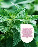 Wild Nettle Hair Rinse, Hoitohuuhde hiuksille ja hiuspohjalle 250 ml